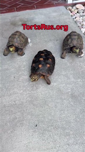 Why This Redfoot Tortoise Never Got Bigger
