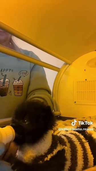 Meet Ink! Ink is a healthy 2-3 week old kitten that was found alone crying and brought to the rescue. Remember.. when you find kittens that look healthy like Ink its best to leave them alone and call a rescue to trap them all. Now poor Ink is without her mama and her mama is still on the streets not spayed. Please spay and neuter your pets. #kitten #kittens #kittensoftiktok #kittenrescue #fosterkittens #kittencare #baby #babykitten #catlove #kittenlove #kittenlovers #catlovers #cattok #catsoftik