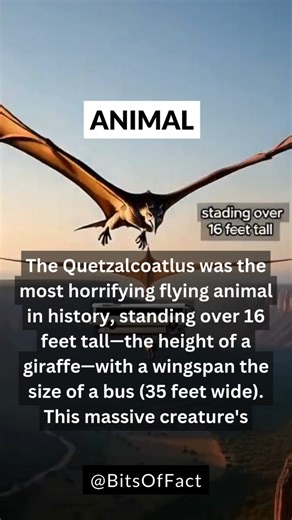 The Quetzalcoatlus: Most Horrifying Flying Animal EVER