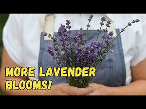 Do THIS to Your Lavender in July! | How to Prune for a Second Flush of Blooms