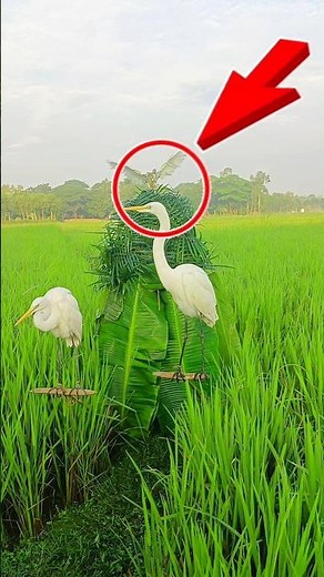 “How do you catch a hawk? 🦩😱”#HowToCatchAHawk #HawkHunting #BirdCatching #VillageLife