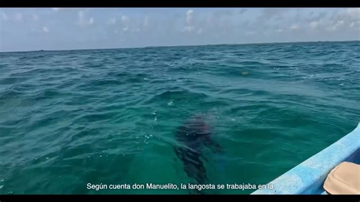 Punta Allen es un lugar donde la tradición y el mar se encuentran en cada amanecer. Su gente vive con un amor profundo por la pesca de la langosta, cuidando lo que la naturaleza les regala y compartiéndolo con orgullo. Este 15, 16 y 17 de agosto celebramos el Festival de la Langosta, una oportunidad para saborear su cocina, escuchar sus historias y sentir la calidez de una comunidad que es el corazón de Tulum. | Alerta Tulum