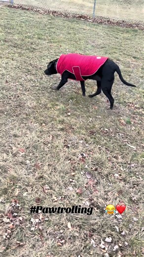 Jade “Come out, come out wherever you are” 😂🐾 #blacklab #policing #dogsoftiktok @EddieMurphy