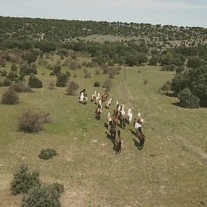 801 reactions · 85 shares | Reimagine your partnership with your horse with ideas and training tips from one of the world's most successful liberty expert, Alizée Froment. | wehorse | Facebook