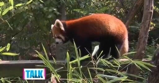 Boaz gets sneak peek of International Red Panda Day at Pittsburgh Zoo