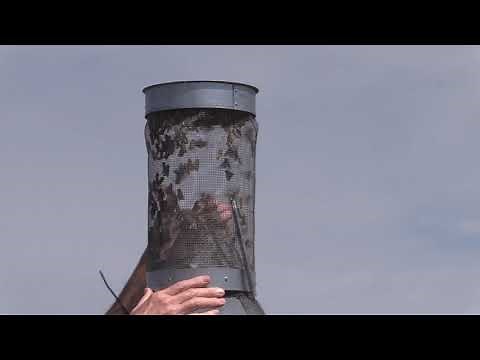 Corn Earworm Trapping and Management in Sweet Corn