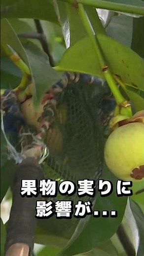 刺さないハチがマンゴーを救った！？