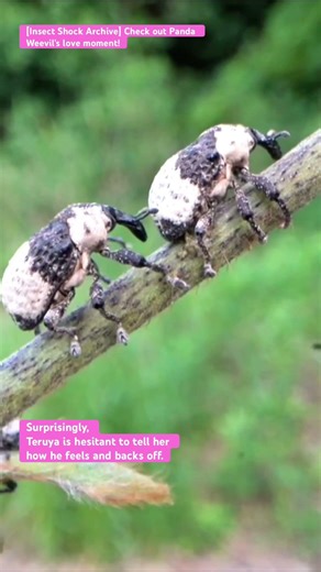 [Insect Shock Archive] Check out Panda Weevil's love moment! #love #peace #insects #4k #stagbeetle