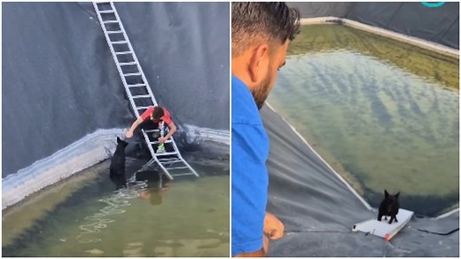 Video of men rescuing dog trapped in water basin shows not all heroes wear capes