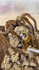 1M views · 5.7K reactions | Another night, another face-sized spider...