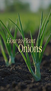 🌱 January Onion Planting Guide 🌿 It's onion season! Here's how to grow your own delicious onions in just a few simple steps: 1. Choose Your Varieties: White, yellow, red onions, leeks, and specialty varieties are all great choices. 2. Find the Right Spot: Onions need full sun. Plant them in rows or tuck them into those small garden spaces. 3. Planting Technique: Gently indent the onions into the soil—no deeper than that. It's as easy as it sounds! 4. Fertilize: Add a bit of fertilizer to the s
