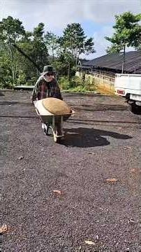 Tutorial Pengolahan Kopi Fullwash#washedprocess