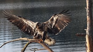Far away, in the great Northern Forest, a giant bald eagle returns to its favorite branch with a fresh salmon catch. This eagle was one of a kind, extra photogenic and bigger than the mature bald eagles on the lake, at least as far as the ones I encountered this winter. One of the reasons I choose to live in the north and endure winters (like so many of my fellow hearty northerners) is that we benefit from a lot of water. The north country is teaming with freshwater lakes, vast forests and lofty