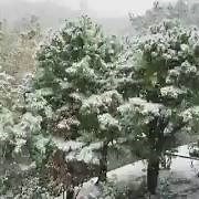 So peaceful...so picturesque! Let's just take a minute to watch the first snow of the year in the Great Smokey Mountains. Credit: Instagramharveyryals/Storyful via CNN | Fox 8 News