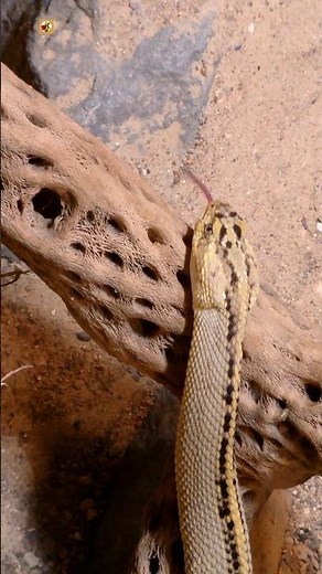 Rattlesnake Sound 🐍 ( Hissing )