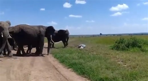 ==>Full story in first comment Elephant Gives Birth To Something Rare, Staff Screamed When Noticing Her Offspring.... | Sophon Cat