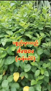 777K views · 43K reactions | Moe Moe on Reels | Facebook