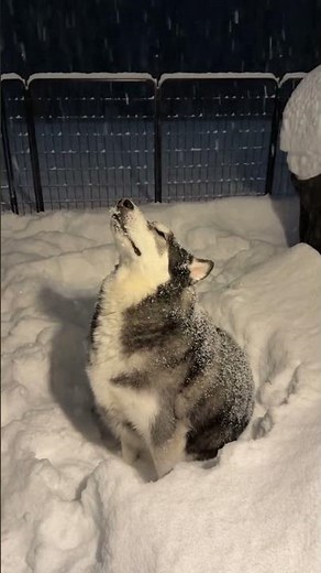 Husky Core 🐺 Drama King Energy (Loudest Dogs Ever)