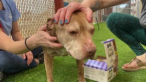 UPDATE - Returned to MCACC shelter 2/11 UPDATE - Adopted 2/6! omg Carla is an angel 😇😇😇😇 She is a itty bitty pittie! Around 35lbs In her kennel she’s all wags and happiness, when she’s out she scared and shy 😞 She just need the right family to help her blossom 🌼🌼🌼🌼🌼🌼🌼🌼🌼 She loves pets and loves treats even more !!! She’s around 8-9 We do not know how she is with other dogs but she completely ignores them. She would be the sweetest girl ever to adopt 💕 #A4676455 Maricopa County ani