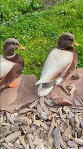Feeding Ducks at Duck Lake – Cutest Moments!
