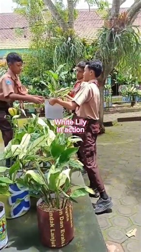 75 pot bunga while lily siap tayang di Ruang Terbuka hijau di sekolah.