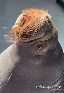 あなたはだぁれ？🙃 #鳥羽水族館 #tobaaquarium #animals #セイウチ #walrus | セイウチ
