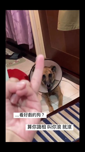 跟二哈有得比….