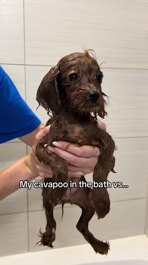 Enzo | Bath time transformation 🧼🛁🫧 #cavapoo #puppysofig #dogsofinstagram #puppylife #cavapoopuppy #dogstagram #puppystagram | Instagram