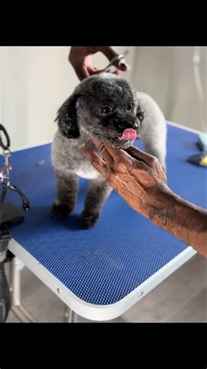 Only strive to be tbe best i can be Poppas Back #houstontx #houstondoggroomer #dogsofhouston