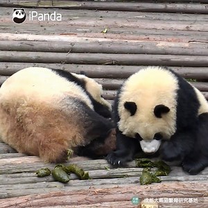 As an intelligent panda who values science, poop is a perfect object of study. Don’t worry, it’s not smelly at all! #HiPanda #PandaTime | iPanda