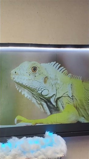What true ambient light rejecting should look like when it comes to projector screens