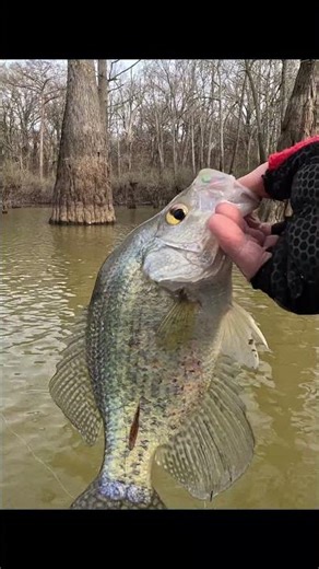 This Squirrel tail jig is a getten them! - January Crappie Fishing