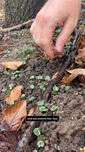 Wildschytz on Instagram: "Es ist Mitte Januar, aber am Waldboden ist bereits der Frühling ausgebrochen - zumindest wenn es nach dem Scharbockskraut (Ficaria verna) geht! Dieses Hahnenfußgewächs ist eines der ersten Wildkräuter, die sich im Jahr zeigen und die wir sammeln wollen: je früher desto besser, denn wenn es im April anfängt zu blühen, steigt der Gehalt an Protoanemonin, wodurch es zuVergiftungserscheinungen kommen kann. Gerade jetzt ist es aber in bestem Zustand und schmeckt auch noch he
