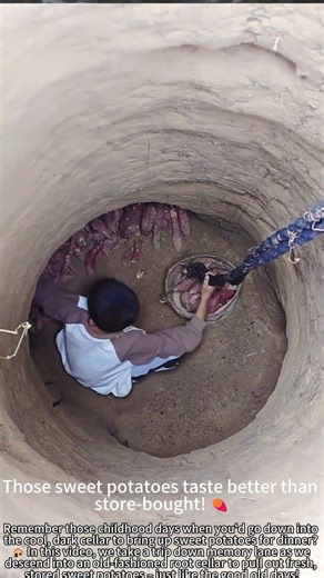 Going Down the Cellar for Sweet Potatoes – Nostalgia! 🍠