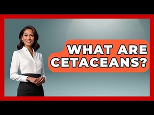 What Are Cetaceans? | The Marine Life Explorer