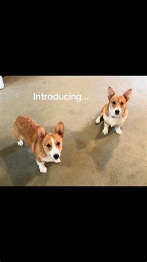 So we got another dog 😂😂🤣 Jasper is a border collie lab mix 💚 #bordercollie #labrador #family #newaddition #LanguageLearning