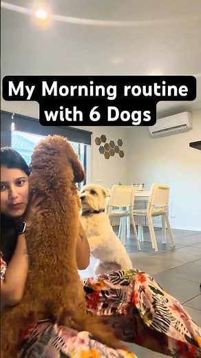Waking up with 6 dogs looks like this...🤯 #shorts