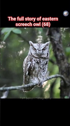 The full nesting story of the Eastern Screech Owl family (68) #owl #wildlife #nature