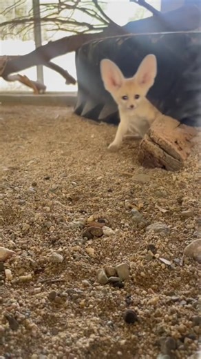 My what big ears you have! #fennecfox #babyanimals #livingdesert