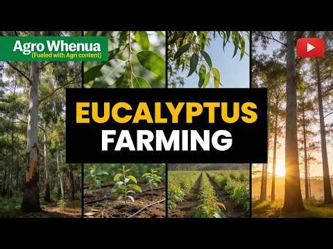 Eucalyptus farming and Interesting facts