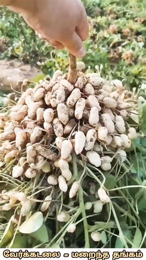 Soil to Gold 🌱 Peanut Harvest #Shorts