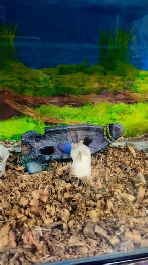 dwarf hamster 🐹#dwarfhamster #tinypets #petlover