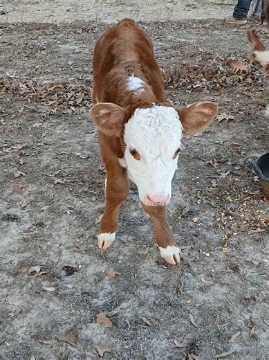 Our first registerable Polled Hereford heifer calf born on the ranch out of our show heifer Joy ai sired by The Longest Yard. Hoping this one makes a good show heifer for the kids! #hereford #showcattle #calf #heifer