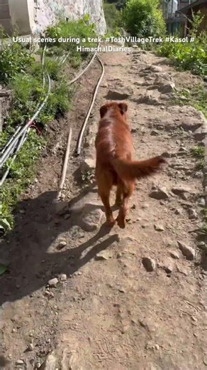 Solo Trek to Tosh Village | Guided by a Mountain Dog