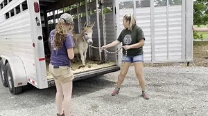 4.4K views · 491 reactions | Here’s another one. | Little Longears Miniature Donkey Rescue | Facebook