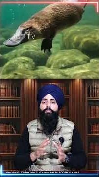 Platypus Can Do Everything 🦆✨ Nature’s Wonder Animal#PlatypusFacts #AnimalSuperpowers #DidYouKnow