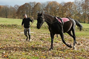 A Juvigny Val d'Andaine, la survie « sur le fil du rasoir » pour le centre équestre de la Tour