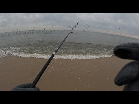 Striped Bass NJ Surf Fishing 2023 pt.1