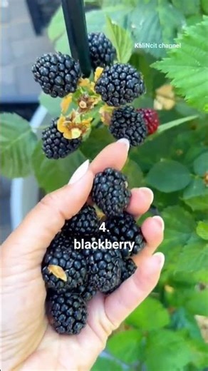 macam macam buah berry