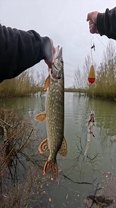 884K views · 8.4K reactions | How to easily catch a pike using Kanama smart bait ! #pike #fishing #underwaterworld #pikeattack #fish #angler #underwater #pikefishing #fishingvideo #fishingexperience #kanama #livebait #deadbait #baitfish #underwatercamera #fishbehavior #smartbait | Underwater World | Facebook